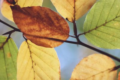 Close-up of autumnal leaves