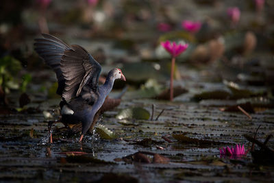 Close-up of bird in lake