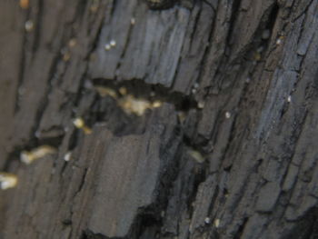 Full frame shot of tree trunk