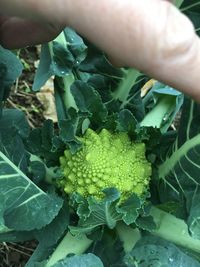 Close-up of hand holding leaves