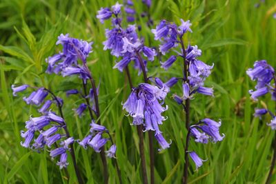 Close-up of purple flowering plants