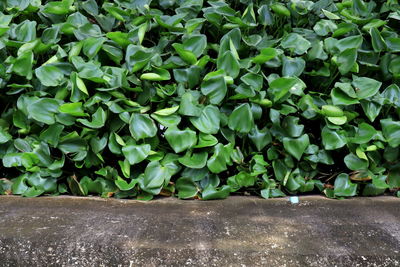 High angle view of plants growing on field