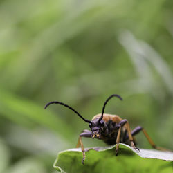 Close-up of insect on leaf