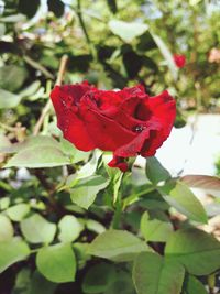 Close-up of red rose on plant