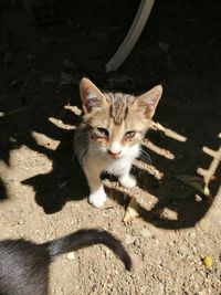 High angle view portrait of cat