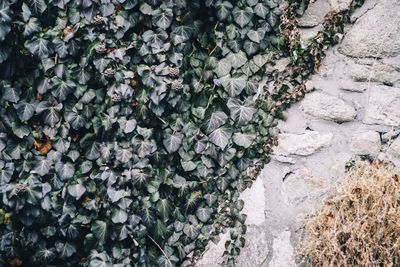 High angle view of ivy growing on tree