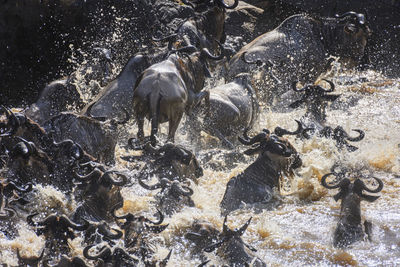 High angle view of horses in river