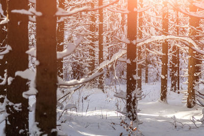 Close-up of frozen trees in forest during winter