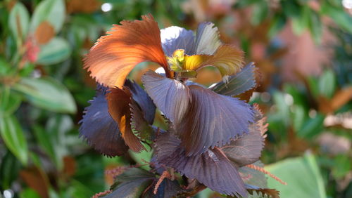 Close-up of flowers growing outdoors