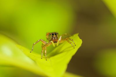 Close-up of spider on leaf