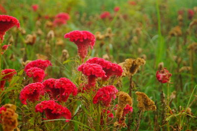 Close-up of red flowering plants on land