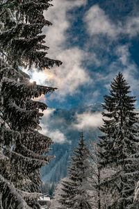 Low angle view of pine trees against sky during winter