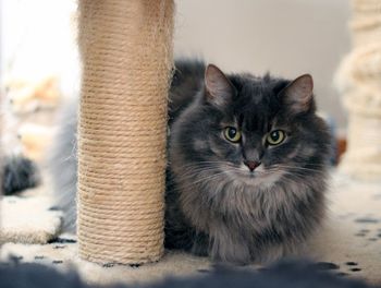 Close-up portrait of cat relaxing at outdoors