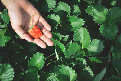 Cropped hand holding strawberry over plants at farm