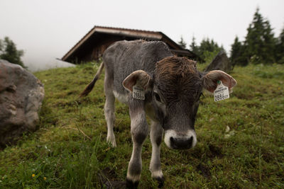 Calf standing on grassy field