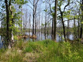 Scenic view of forest