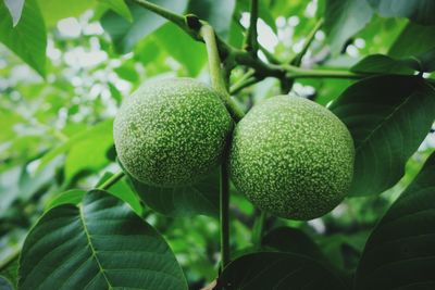 Close-up of fruits on tree