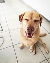 Close-up portrait of dog sitting on tiled floor