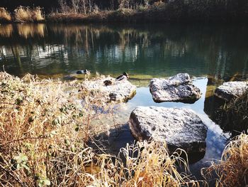Ducks on rock by lake