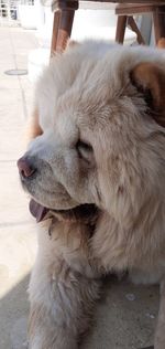 Close-up of a dog looking away