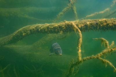 Close-up of turtle swimming in sea