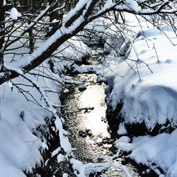 Bare tree in snow covered landscape