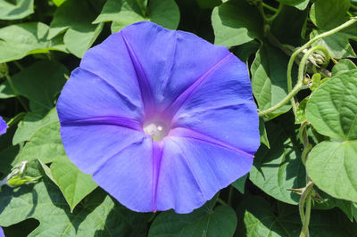 Close-up of purple flowers