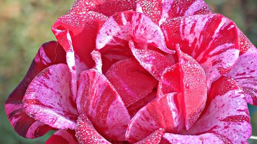 Close-up of pink flower