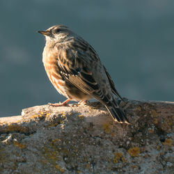 Close-up of bird perching on rock