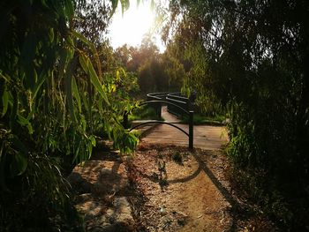 Footbridge over footpath amidst trees in park