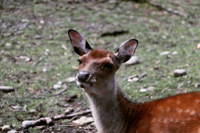 Close-up of deer standing on field