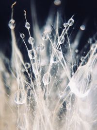 Close-up of water drops on plant