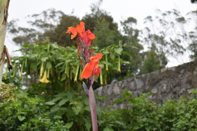 Close-up of red flowering plant against trees