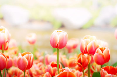 Close-up of pink tulips on field