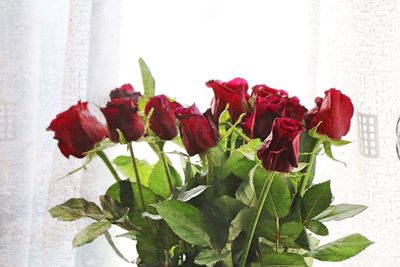 Close-up of red rose plant