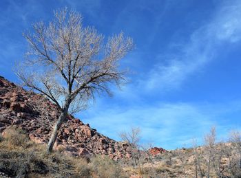 Low angle view of bare tree against blue sky