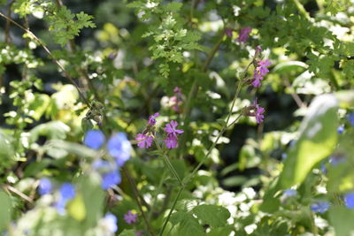 Flowers blooming on plant