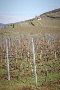 Vineyard at tokaj wine region