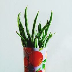 Close-up of potted plant against white background