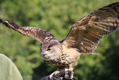Hawk flapping wings while perching on human hand