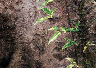 Close-up of plant on tree trunk