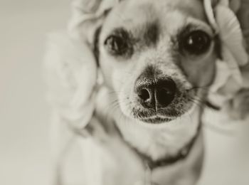 Close-up portrait of dog