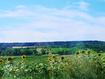 Scenic view of agricultural field against sky