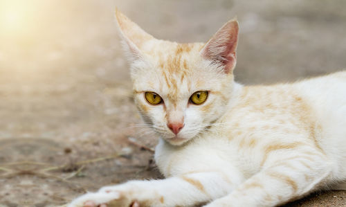 Close-up portrait of cat relaxing outdoors