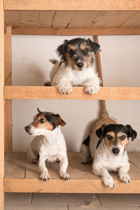 Portrait of two dogs sitting