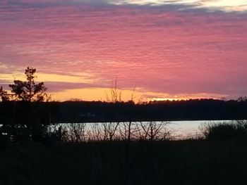 Silhouette of trees during sunset