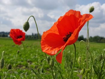 Close-up of red poppy blooming on field against sky