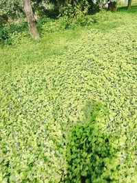 High angle view of plants growing on field