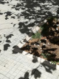 High angle view of plants on shadow