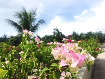 Close-up of pink flowers